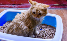 gato com diarreia na caixa de areia