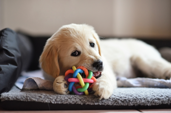 Seu cachorro costuma destruir brinquedos rapidamente?