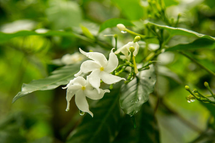 Jasmim: tenha essa bela planta em casa | Blog da Cobasi