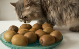 gato pode comer kiwi