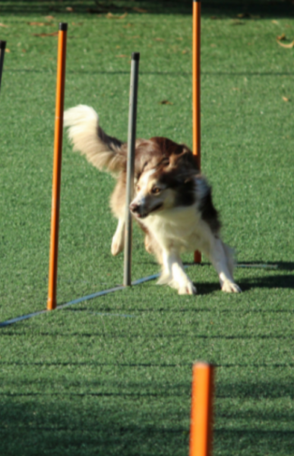 cropped-esportes-caninos.png