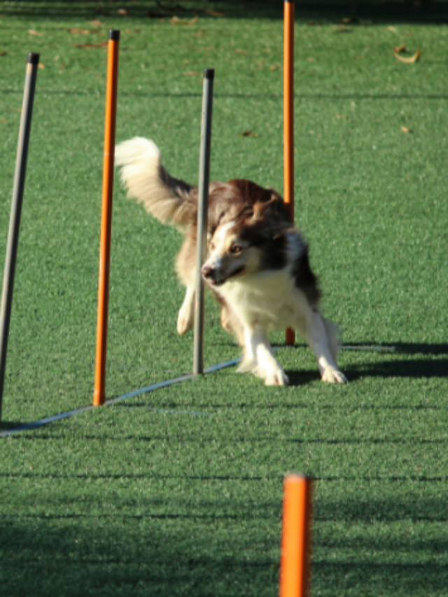 Esportes caninos: confira quais são!