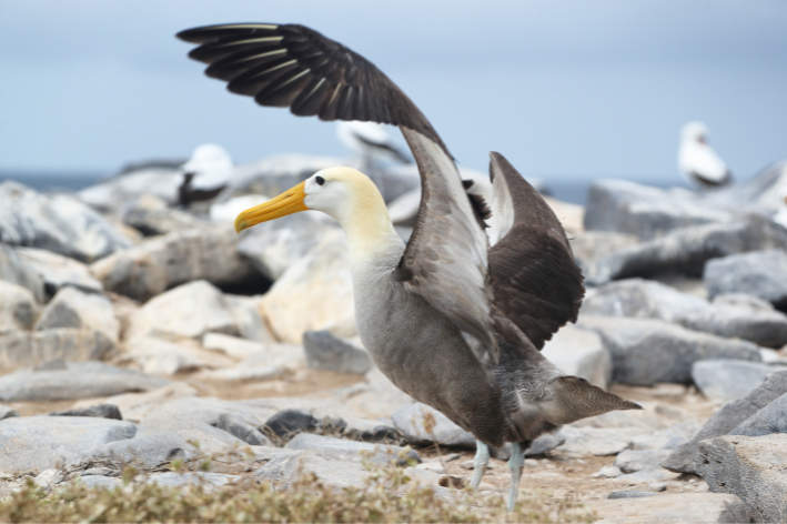 aves marinhas