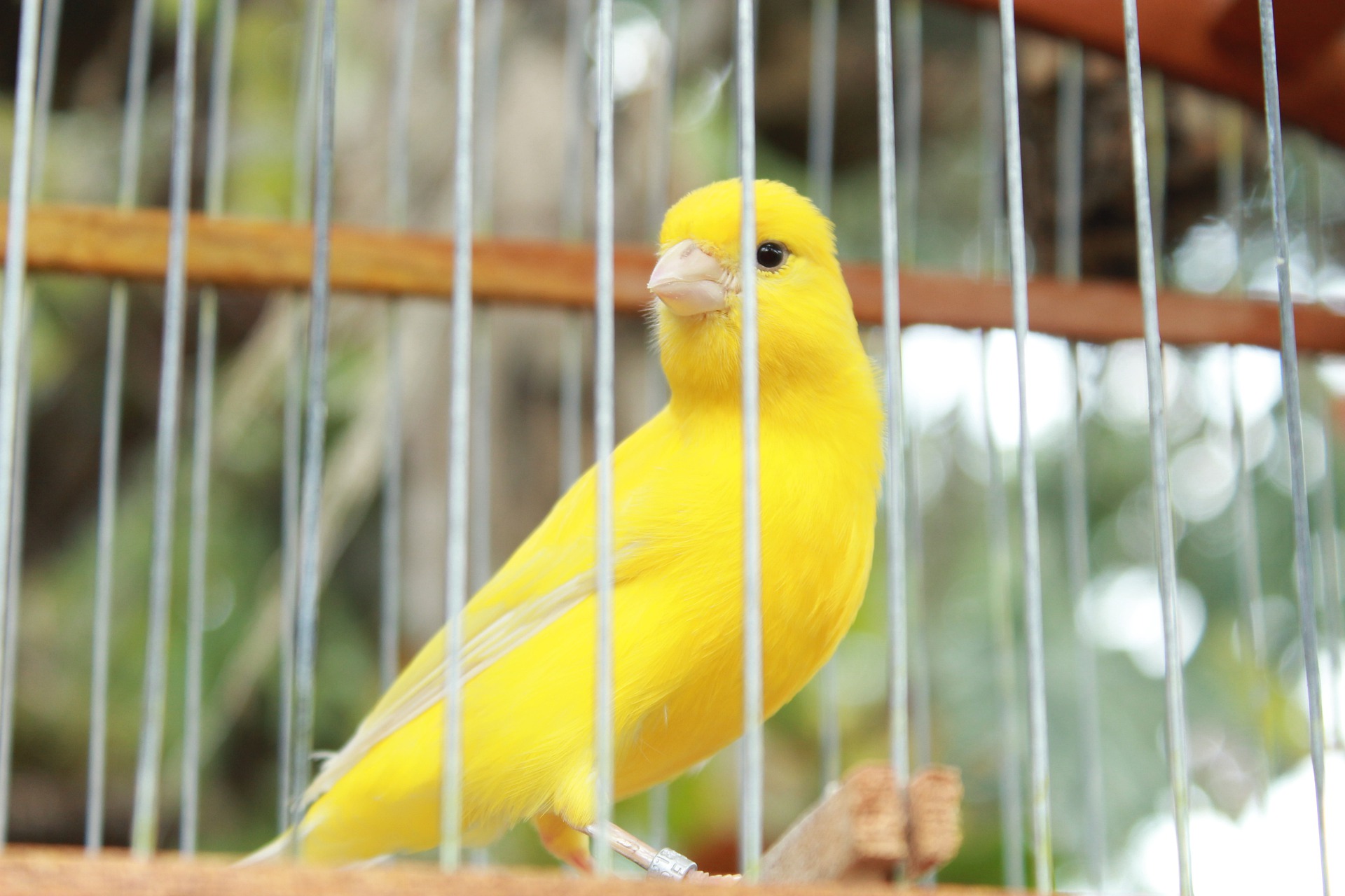 enriquecimento ambiental para aves
