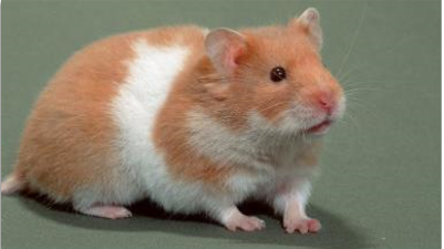 Hamster Selvagem amarelo
