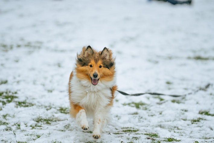 cachorro collie andando na neve