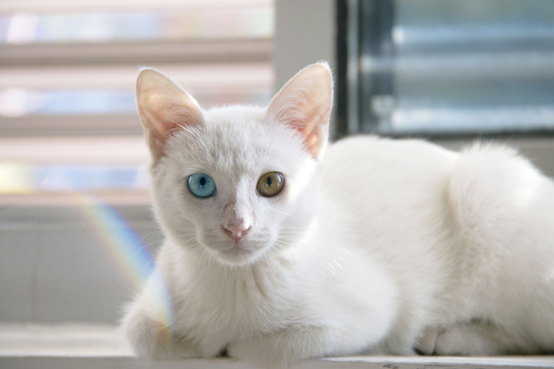 raça de gato de olhos coloridos