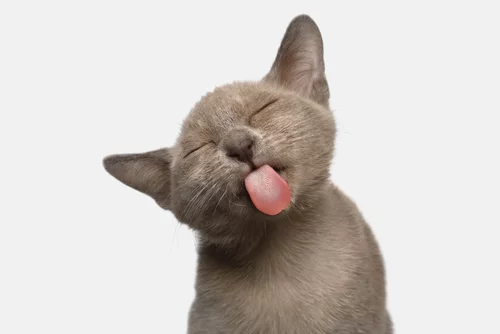 meme do gato lingua