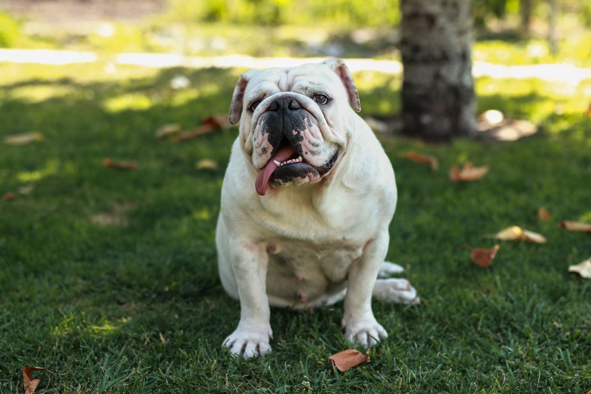 Hipertermia em cães é mais comum em raças braquicefálicas como o Bulldog