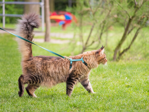 felino com peitoral para gatos passeando