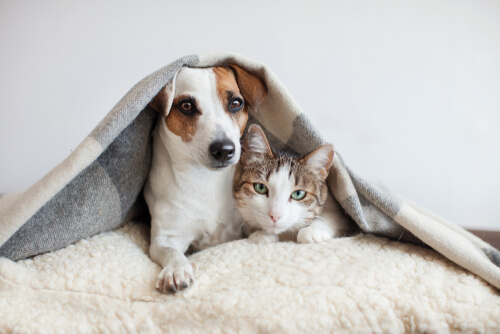 cachorro e gato com cobertor