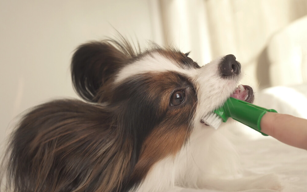 higiene bucal do cachorro sendo feita