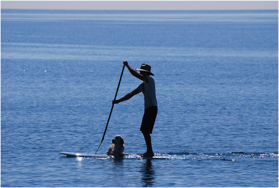 Cachorro pode entrar no mar e acompanhar no stand up paddle