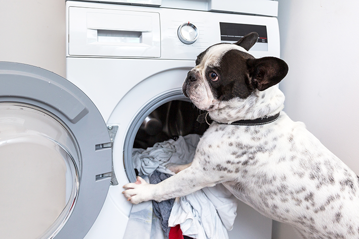 Cachorro na frente de máquina de lavar