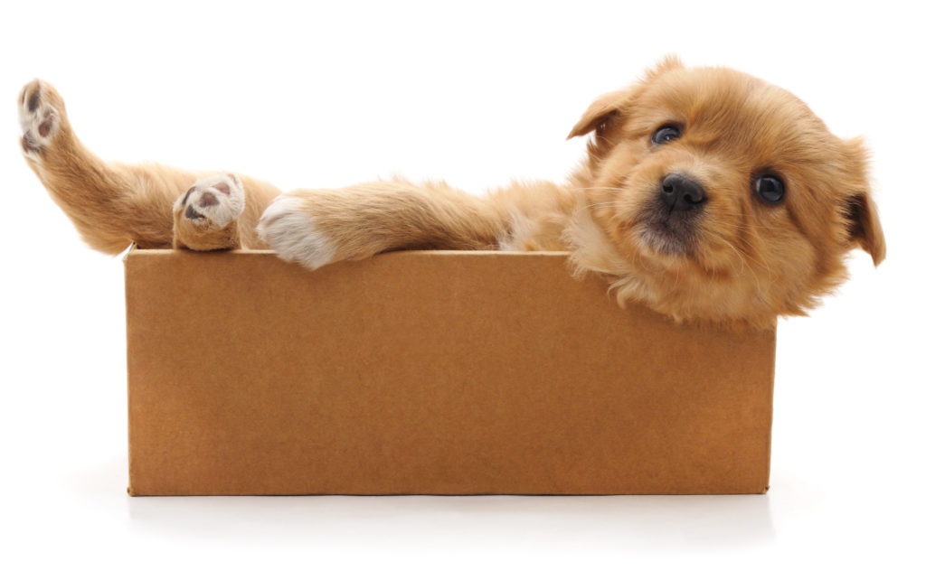 adaptação de cachorro filhote em caixa de papelão