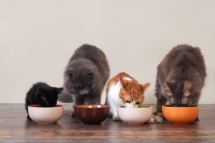 Gatos diferentes comem ração juntos