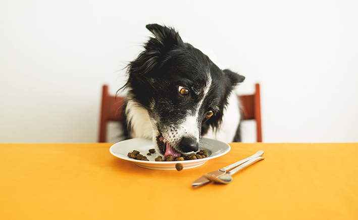cachorro recusa racao para cachorro e comer comida