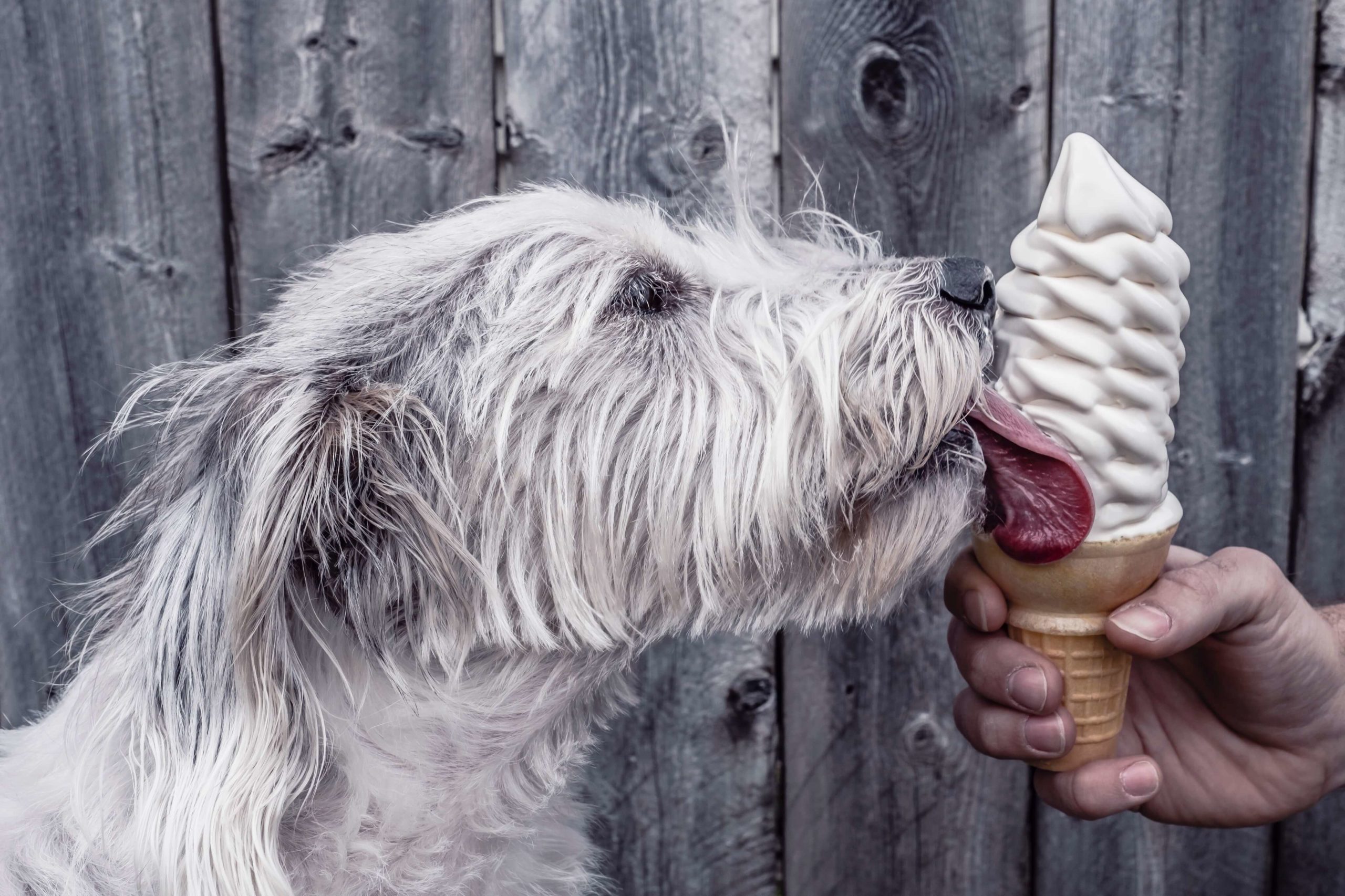 Cachorro tomando sorvete