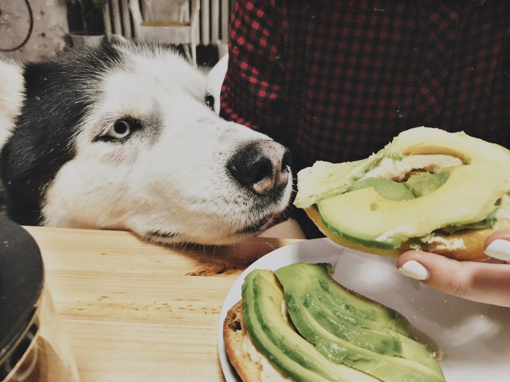 Cão comendo abacate, um alimento proibido para cachorro