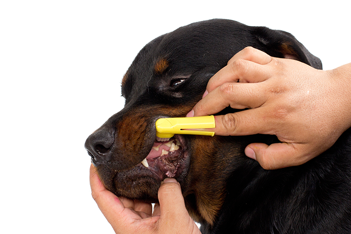 Escovando os dentes do cão