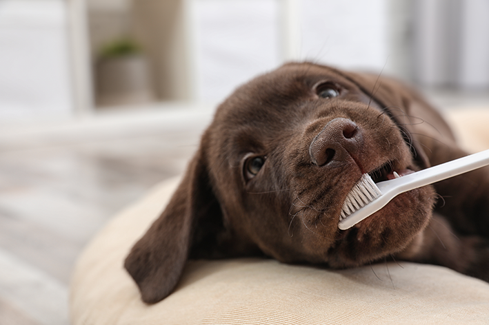 Filhote de cachorro e escova de dentes pet