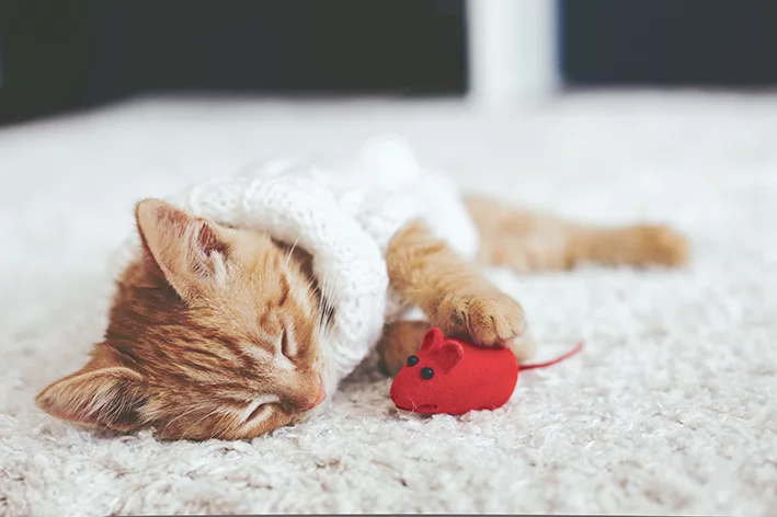 Os 10 melhores brinquedos para gatos