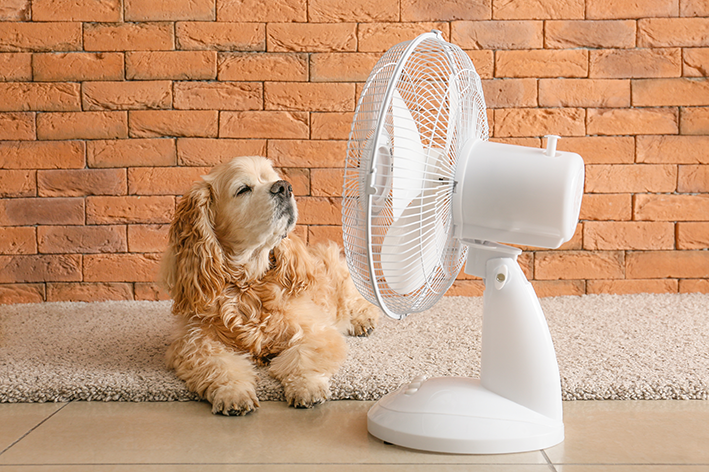 cachorro com calor no ventilador