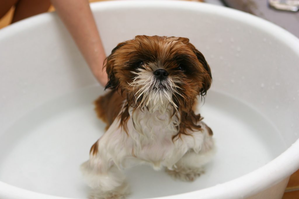 Cachorros podem tomar banho com sabonete de enxofre