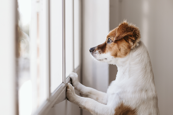 Cachorro na janela triste precisa de enriquecimento ambiental