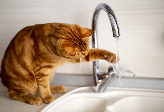 Gato bebe água na torneira