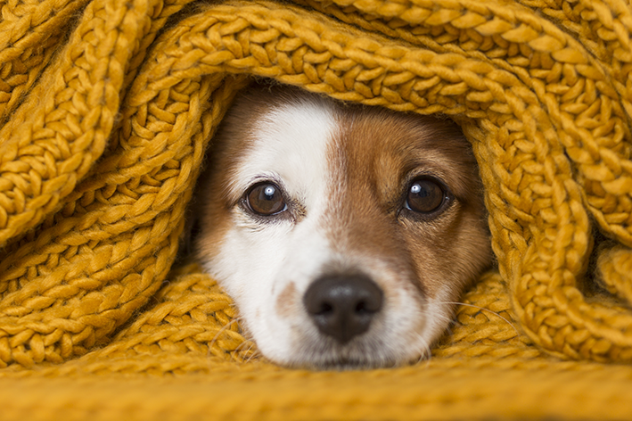 Cachorro no cobertor com frio
