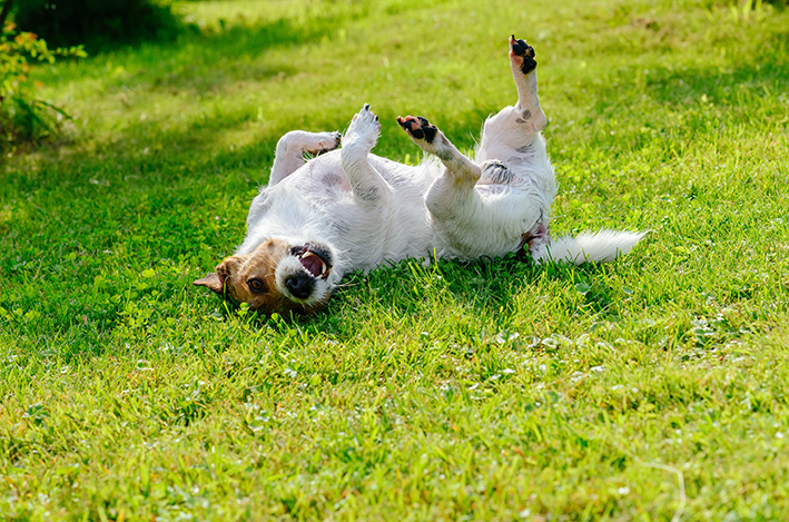 cachorro rolando na grama