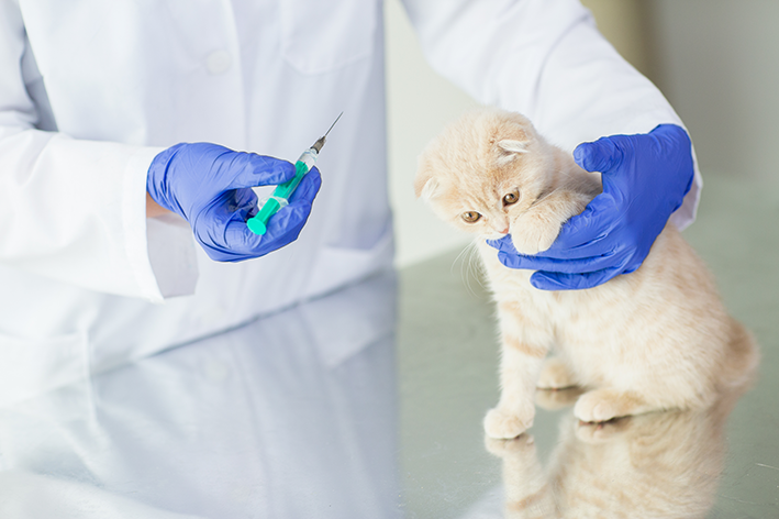 Filhote de gato tomando vacina
