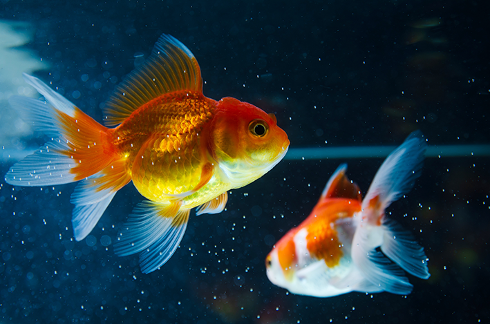 Tipos de peixe dourado no aquário