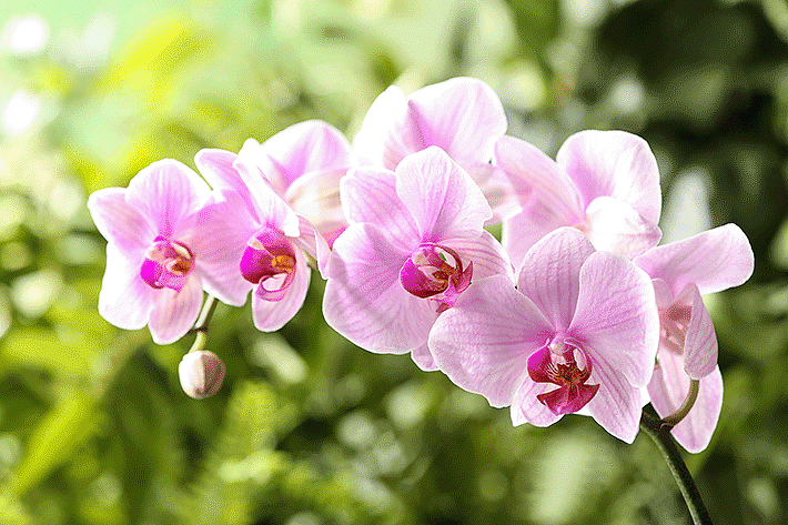 Tipos de orquídeas Phalaenopsis