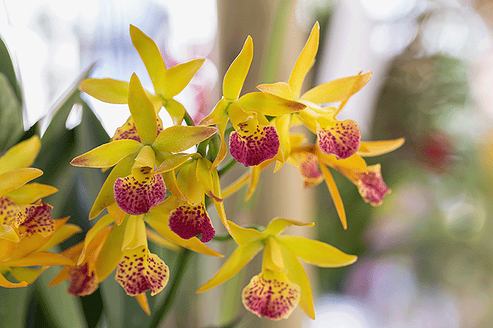 Tipos de orquídeas Dendrobium
