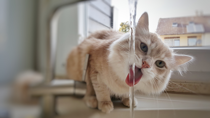 Gato bebendo água na torneira