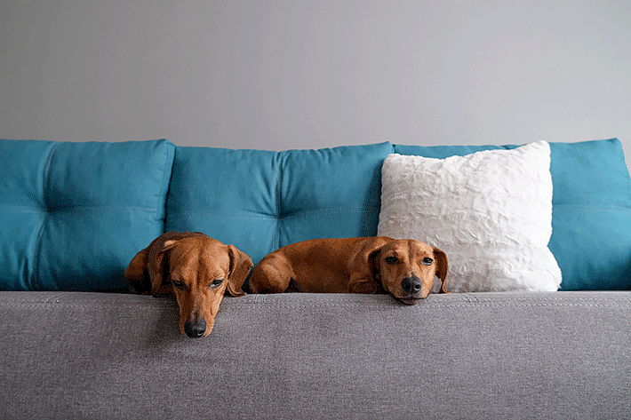 Dois cachorro para apartamento deitados no sofá