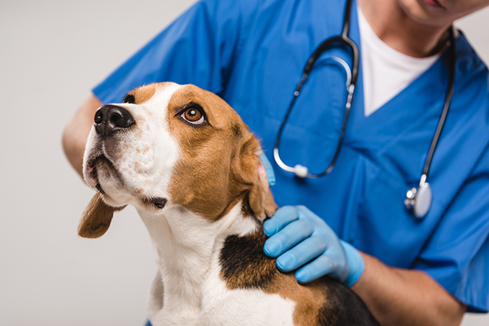 veterinário com cachorro