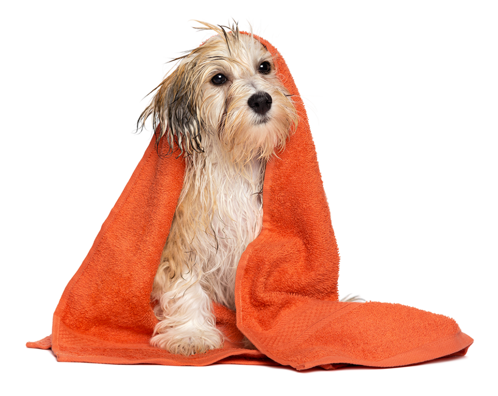 Cachorro filhote com toalha