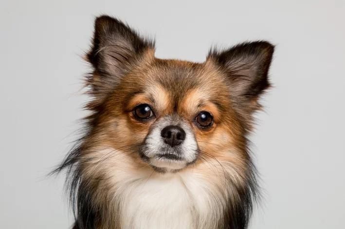 cachorro pequeno Chihuahua 