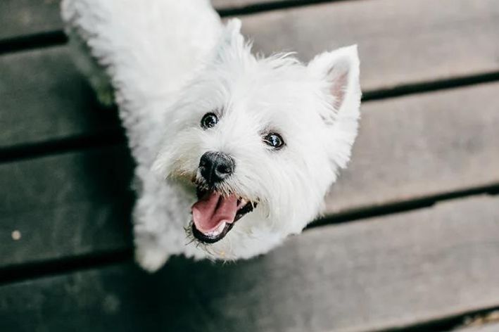 cachorro pequeno West Highland White Terrier feliz