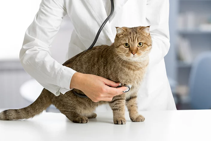 Gato com médico veterinário para diganosticar a doença renal crônica doença do gato