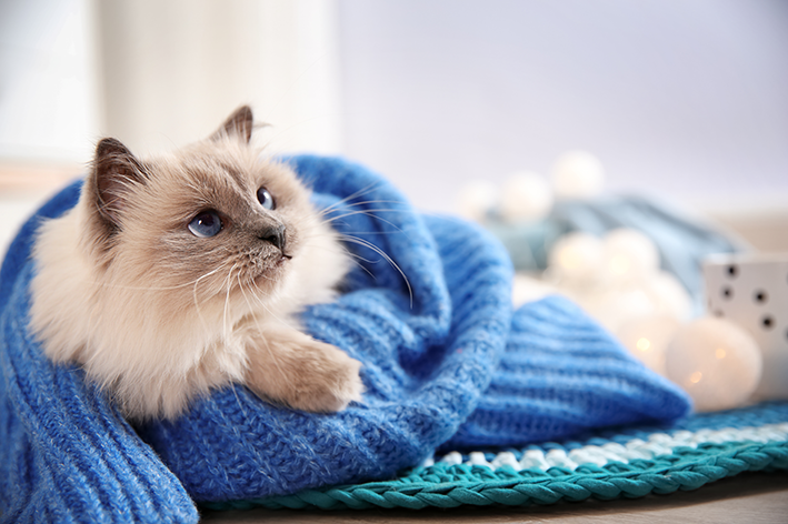 Gato enrolado em uma manta