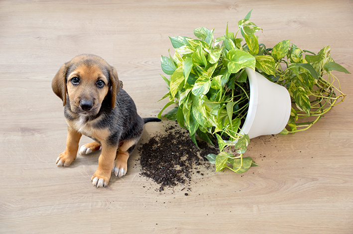 Cachorro derruba plantas venenosas