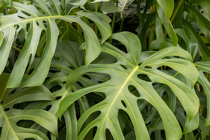 Costela de adão é um exemplar de plantas no inverno.