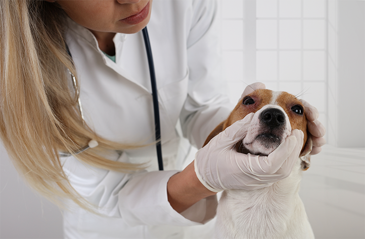 Veterinária examinando cachorro para dar apoquel