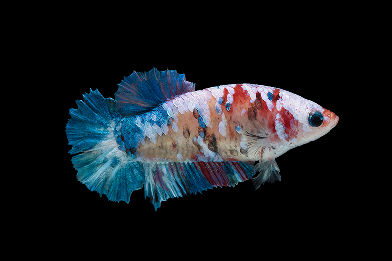 peixe betta fêmea