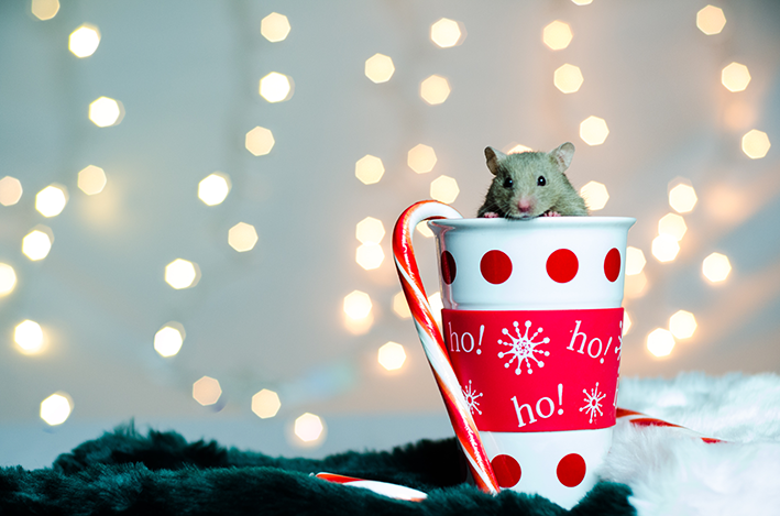 rato dentro de caneca natalina