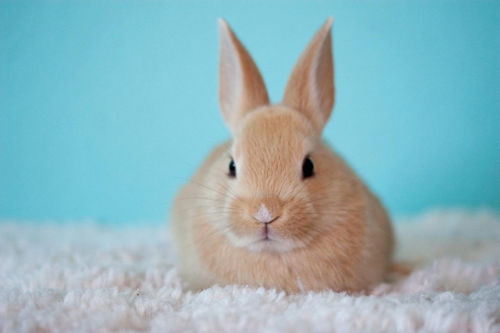 coelho é um roedor sentado no carpete